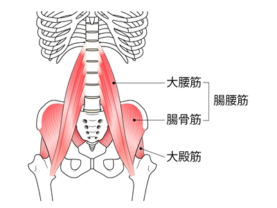 大腰筋、腸骨筋という腰痛に関わる筋肉の解剖図