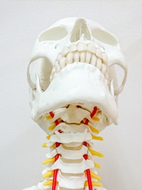 首の血管の人体模型