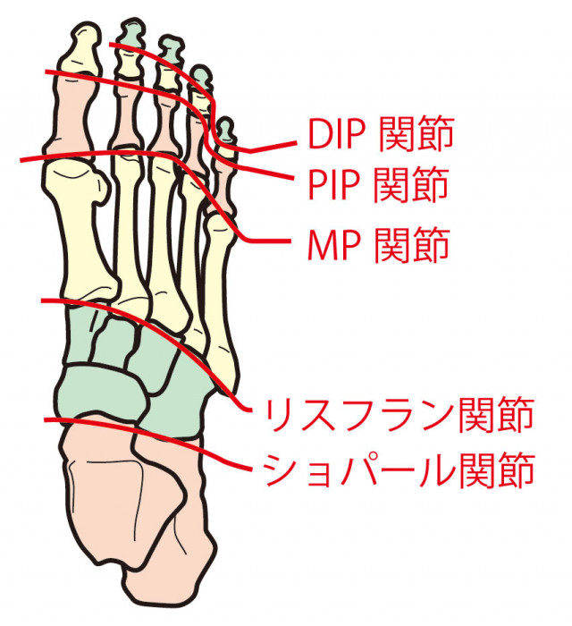 足の関節
