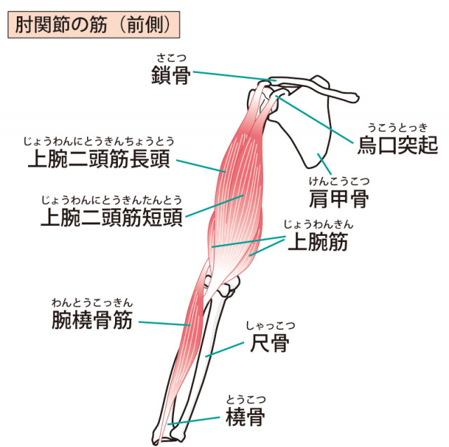 肘のまわりの筋肉