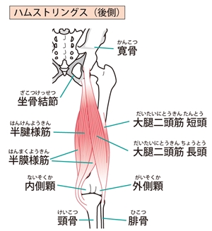 膝の周りの筋肉、太もも裏の筋肉