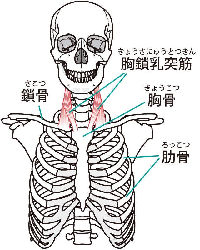 人体模型図