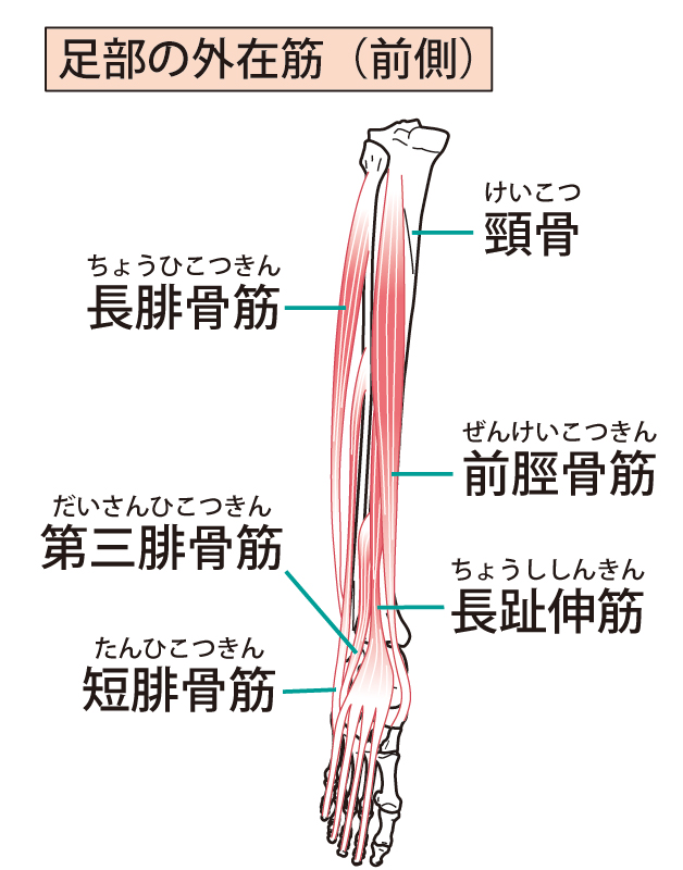 足の筋肉のイラスト