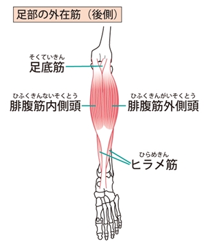 膝周りの筋肉、ふくらはぎの筋肉