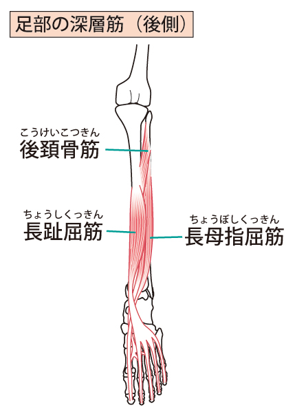 足の筋肉