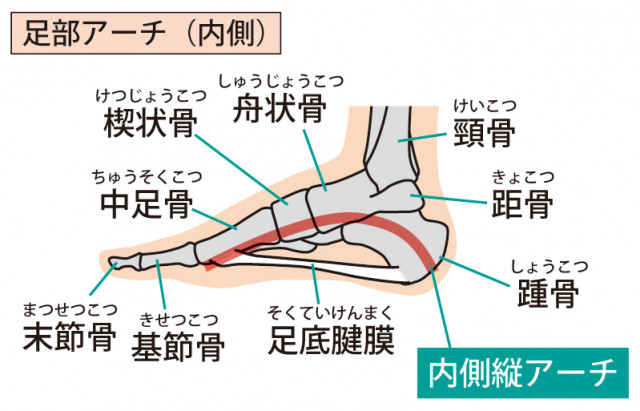 足の構造