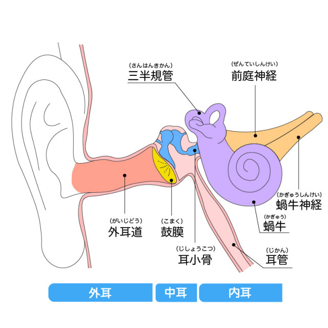 耳の内部の構造