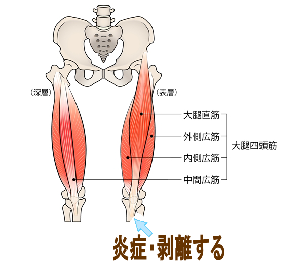 脚の構造