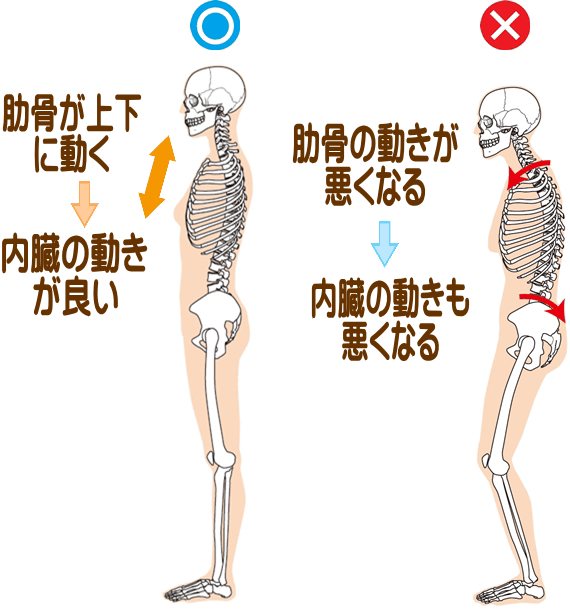良い姿勢だと肋骨や内臓の動きが良く、悪い姿勢だと肋骨や内臓の動きが悪くなる。