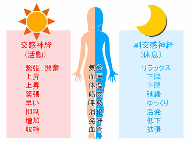 姿勢が悪くなると自律神経の働きが悪くなる