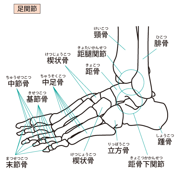 足首の人体模型図
