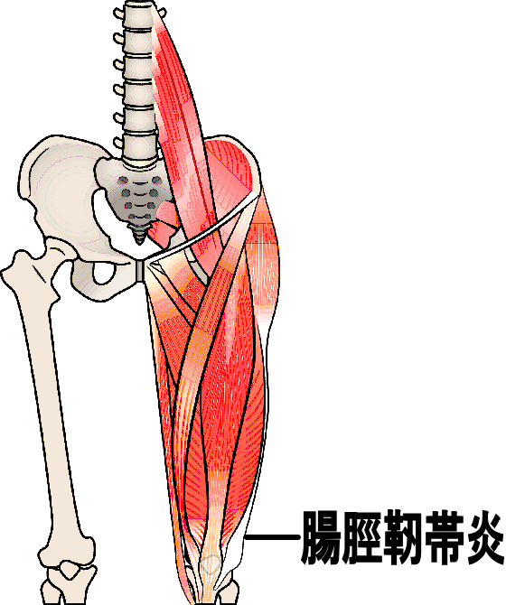 脚の構造