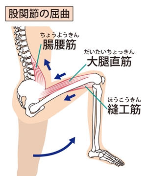 股関節の屈曲筋肉