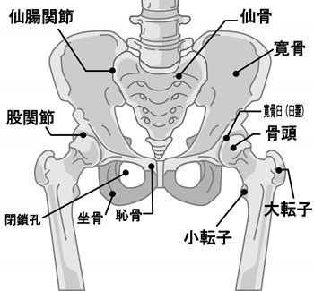 骨盤、仙腸関節のイラスト