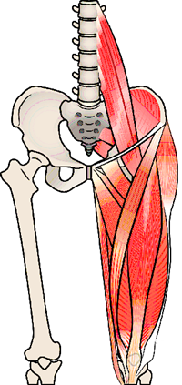 股関節周りの筋肉